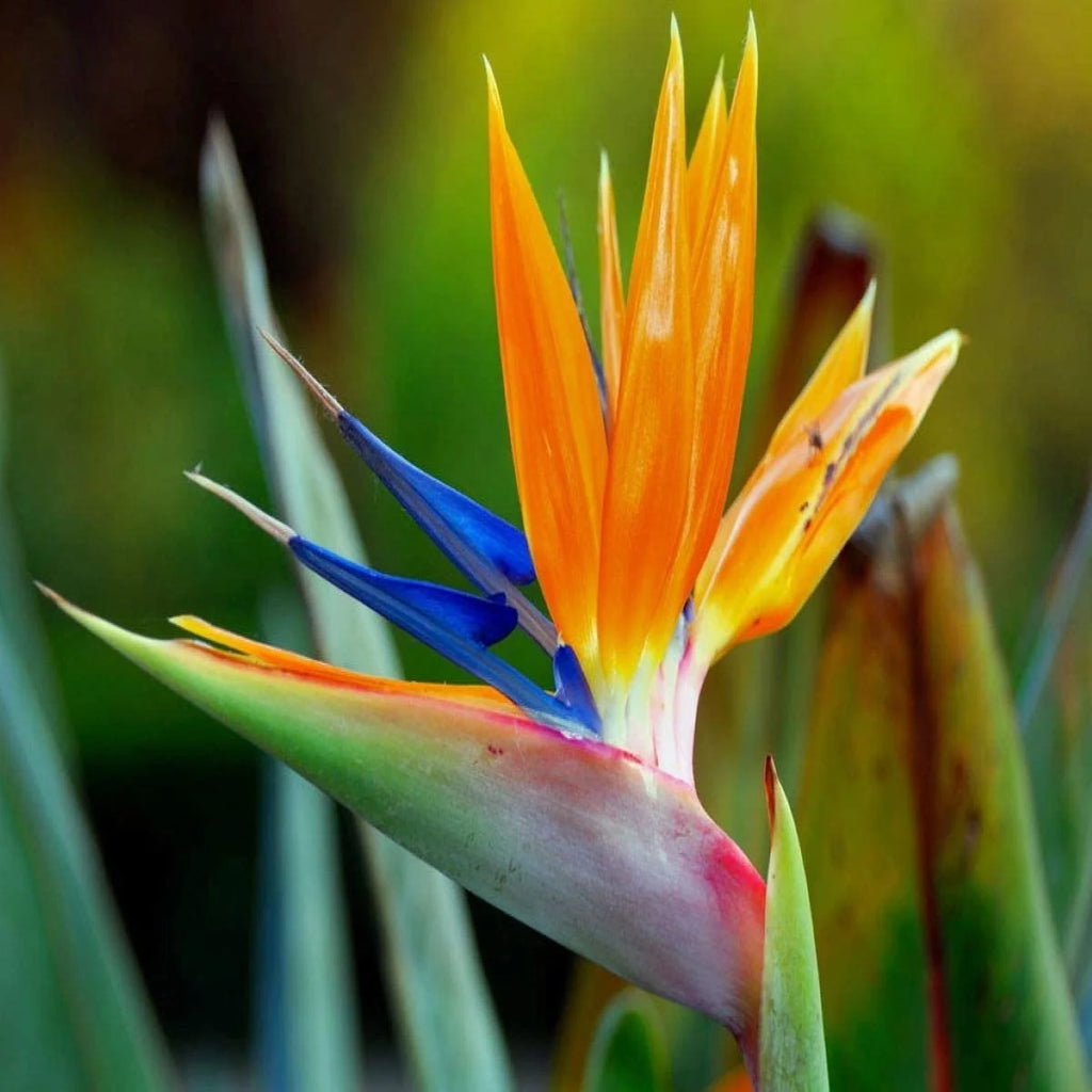 Birds of Paradise Fragrance Oil 32 oz Bottle E3375