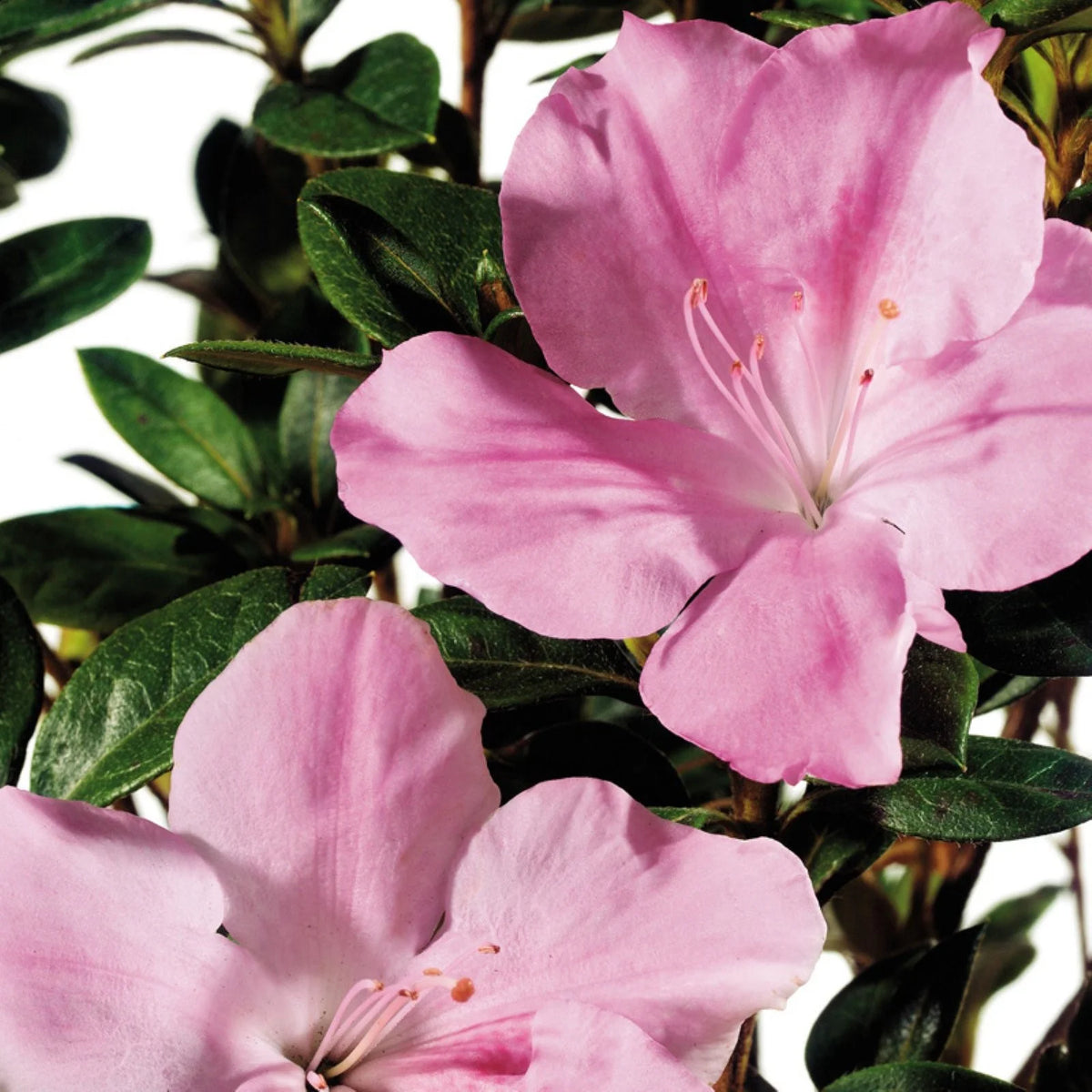 Pink and White Flowering Shrub (3 Gallon) C75018