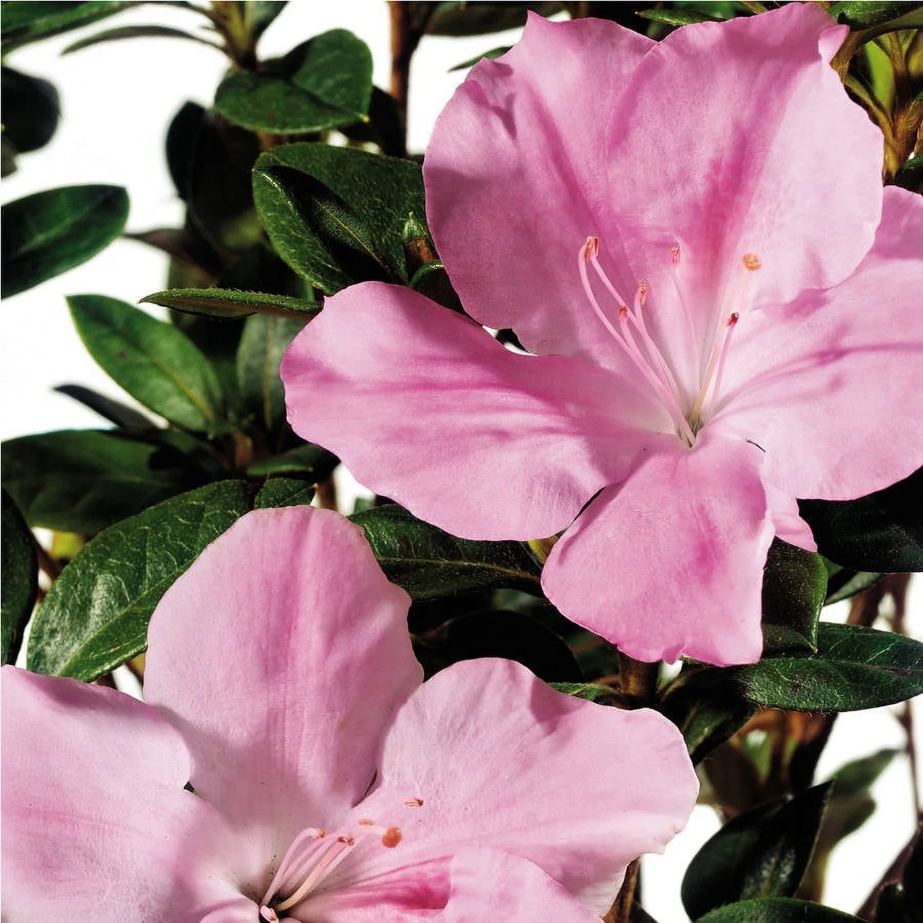 Pink and White Flowering Shrub (3 Gallon) C75018