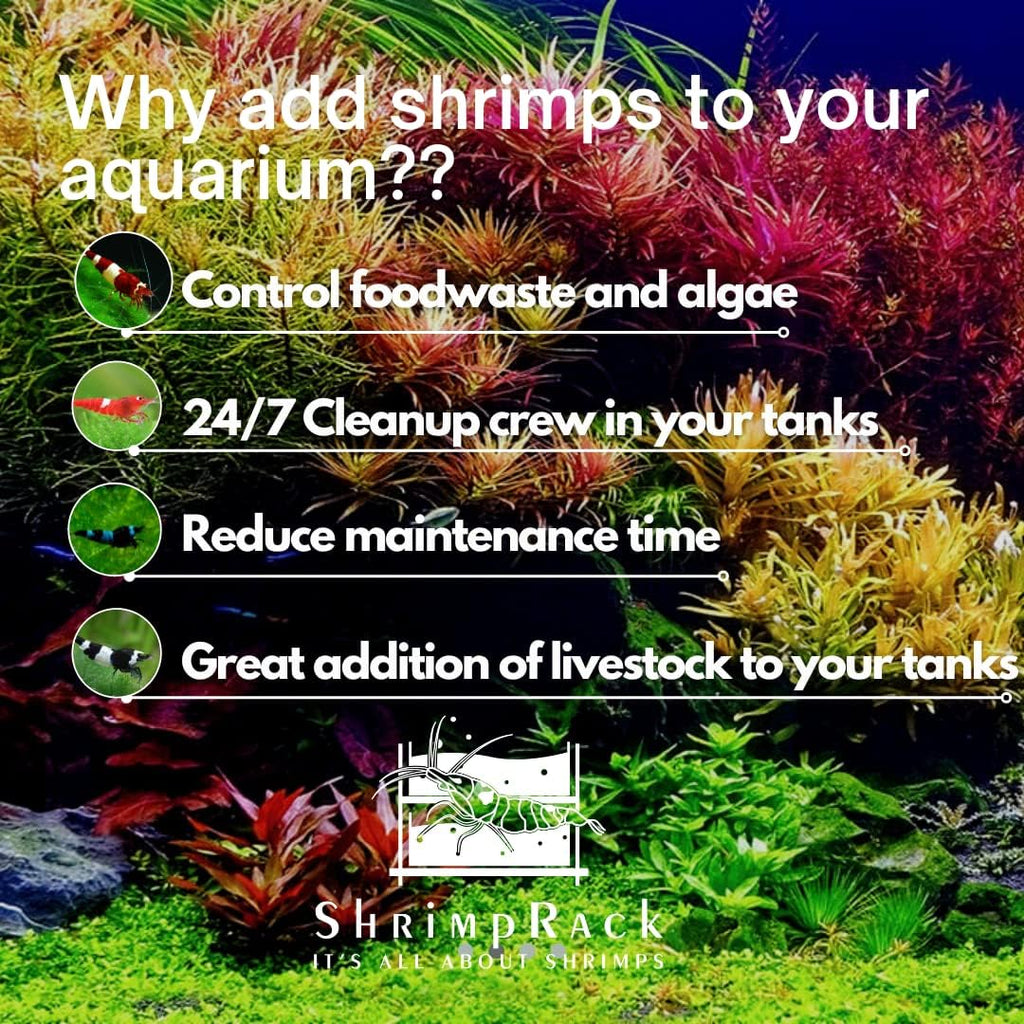 20 Mixed Color Neocaridina Shrimp Y609138