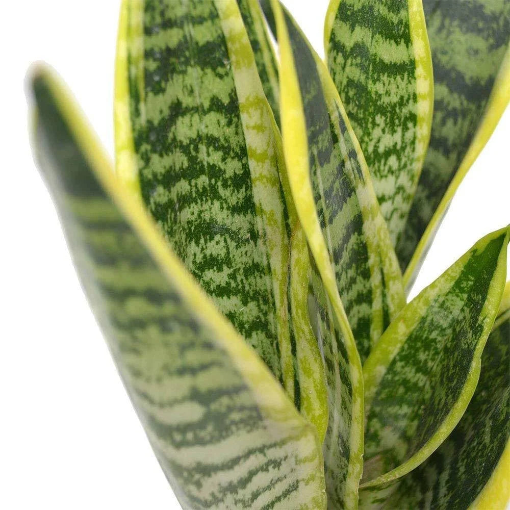 6x22 Pot Green Snake Plant M948