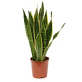 6x22 Pot Green Snake Plant M948